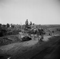 A Sqn Leaders’s Sherman tank waiting to cross the Sangro